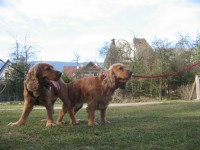 /album/anglicky-kokerspaniel/mia-bruno1-jpg/